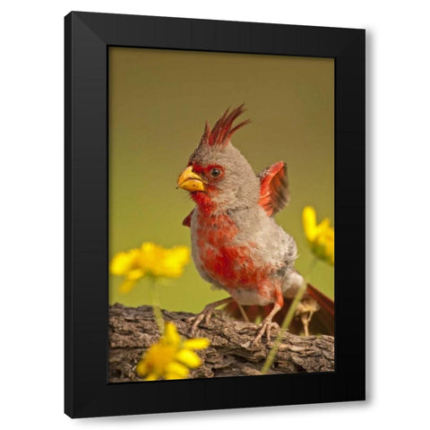 Texas, Hidalgo County Male pyrrhuloxia bird Black Modern Wood Framed Art Print with Double Matting by Illg, Cathy and Gordon