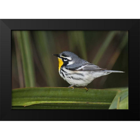 TX, South Padre Isl Male yellow-throated warbler Black Modern Wood Framed Art Print by Welling, Dave