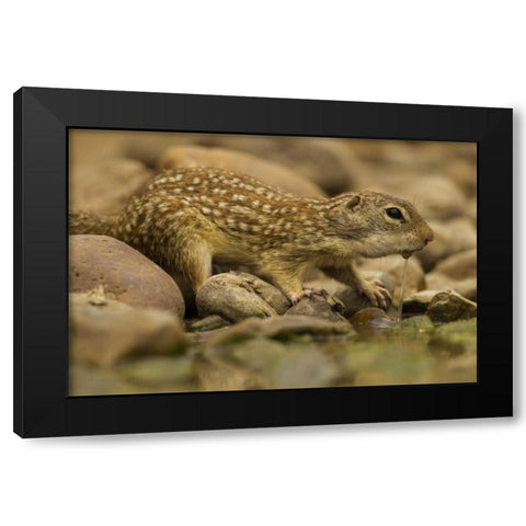 Texas, Hidalgo Mexican ground squirrel drinking Black Modern Wood Framed Art Print with Double Matting by Illg, Cathy and Gordon