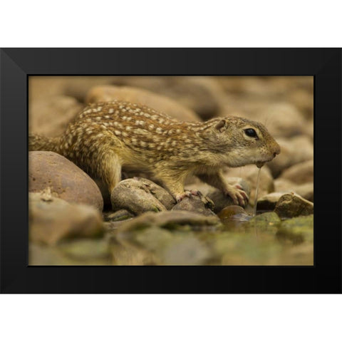 Texas, Hidalgo Mexican ground squirrel drinking Black Modern Wood Framed Art Print by Illg, Cathy and Gordon