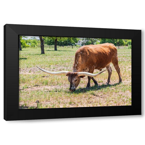 Marble Falls-Texas-USA-Longhorn cattle in the Texas Hill Country Black Modern Wood Framed Art Print by Wilson, Emily M.