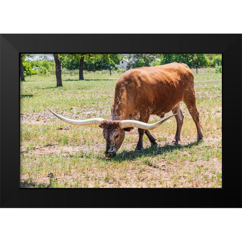 Marble Falls-Texas-USA-Longhorn cattle in the Texas Hill Country Black Modern Wood Framed Art Print by Wilson, Emily M.