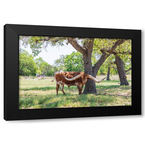 Marble Falls-Texas-USA-Longhorn cattle in the Texas Hill Country Black Modern Wood Framed Art Print by Wilson, Emily M.