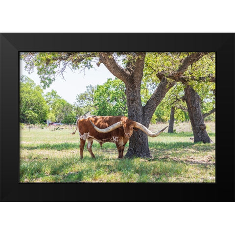 Marble Falls-Texas-USA-Longhorn cattle in the Texas Hill Country Black Modern Wood Framed Art Print by Wilson, Emily M.