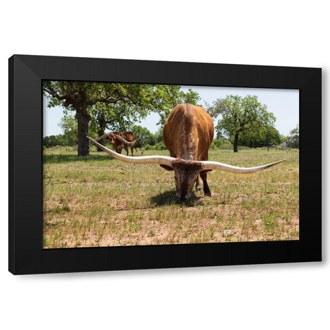 Marble Falls-Texas-USA-Longhorn cattle in the Texas Hill Country Black Modern Wood Framed Art Print by Wilson, Emily M.
