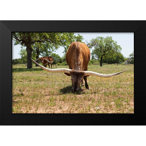 Marble Falls-Texas-USA-Longhorn cattle in the Texas Hill Country Black Modern Wood Framed Art Print by Wilson, Emily M.