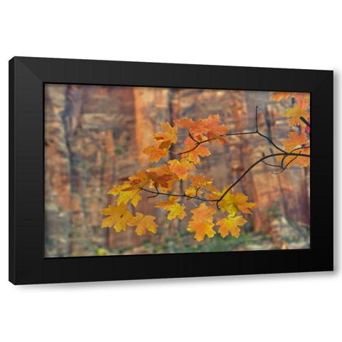 UT, Zion NP Autumn-colored maple leaves Black Modern Wood Framed Art Print by Illg, Cathy and Gordon