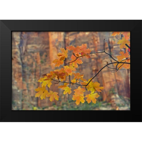 UT, Zion NP Autumn-colored maple leaves Black Modern Wood Framed Art Print by Illg, Cathy and Gordon