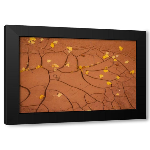 Utah, Capitol Reef Cracked mud and fall leaves Black Modern Wood Framed Art Print by Illg, Cathy and Gordon