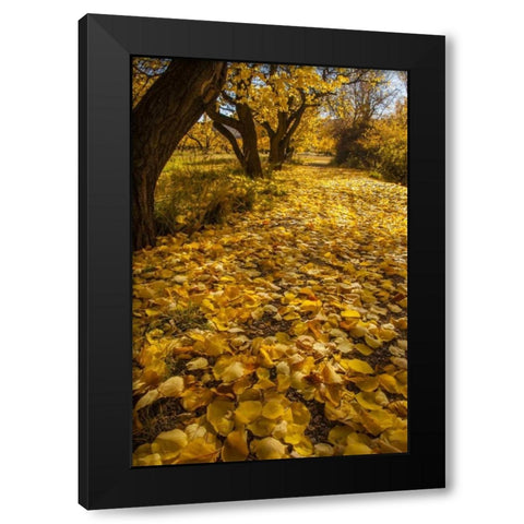 UT, Capitol Reef Fremont River Trail in autumn Black Modern Wood Framed Art Print by Illg, Cathy and Gordon