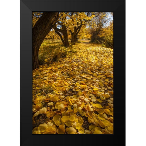 UT, Capitol Reef Fremont River Trail in autumn Black Modern Wood Framed Art Print by Illg, Cathy and Gordon