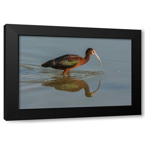 Utah, Bear River NWR White-faced ibis feeding Black Modern Wood Framed Art Print by Illg, Cathy and Gordon