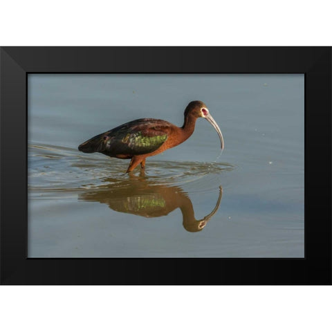 Utah, Bear River NWR White-faced ibis feeding Black Modern Wood Framed Art Print by Illg, Cathy and Gordon