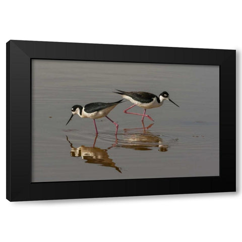 Utah, Bear River NWR Black-necked stilts feeding Black Modern Wood Framed Art Print by Illg, Cathy and Gordon