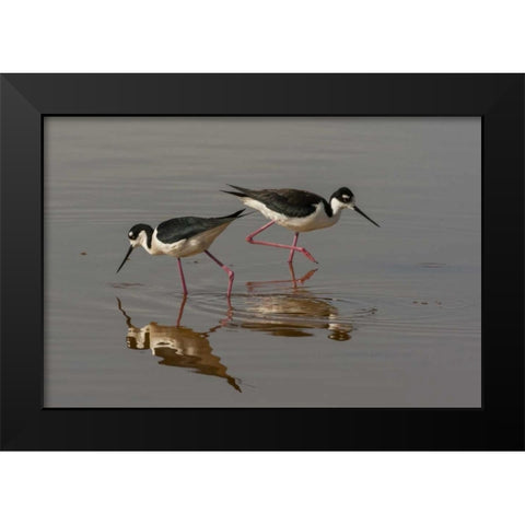 Utah, Bear River NWR Black-necked stilts feeding Black Modern Wood Framed Art Print by Illg, Cathy and Gordon