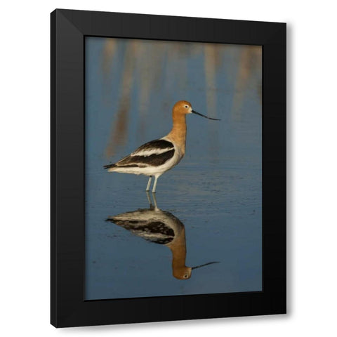Utah, Bear River NWR American avocet wading Black Modern Wood Framed Art Print with Double Matting by Illg, Cathy and Gordon