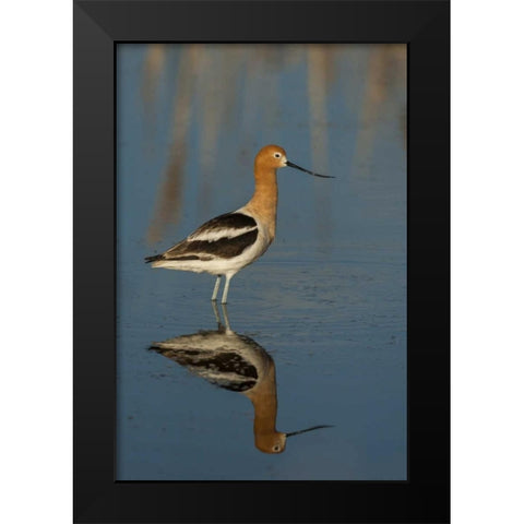 Utah, Bear River NWR American avocet wading Black Modern Wood Framed Art Print by Illg, Cathy and Gordon