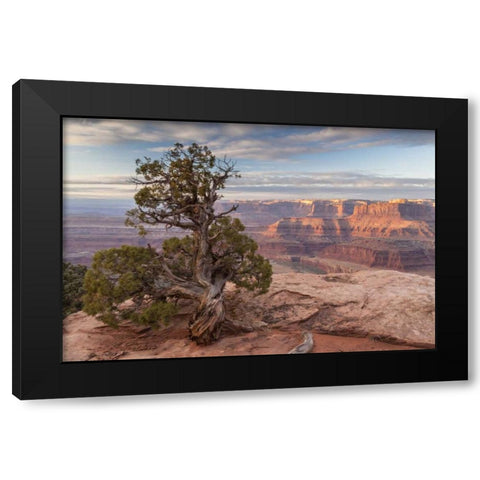 UT, Dead Horse Point SP Juniper and canyon Black Modern Wood Framed Art Print with Double Matting by Illg, Cathy and Gordon