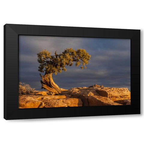 Utah, Dead Horse Point Sunrise on juniper tree Black Modern Wood Framed Art Print with Double Matting by Illg, Cathy and Gordon