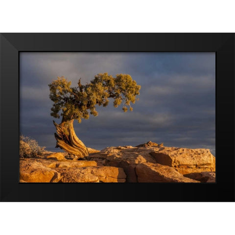 Utah, Dead Horse Point Sunrise on juniper tree Black Modern Wood Framed Art Print by Illg, Cathy and Gordon