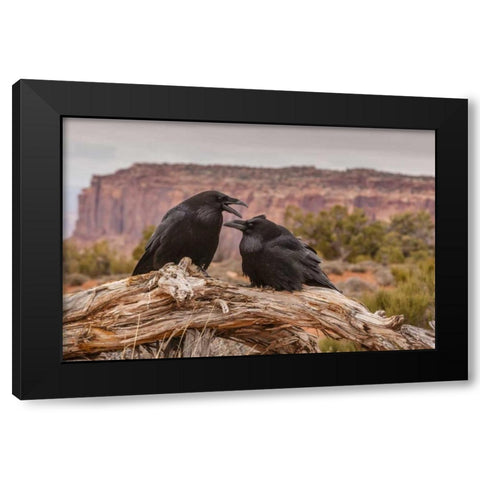 USA, Utah, Canyonlands NP Pair of ravens on log Black Modern Wood Framed Art Print with Double Matting by Illg, Cathy and Gordon