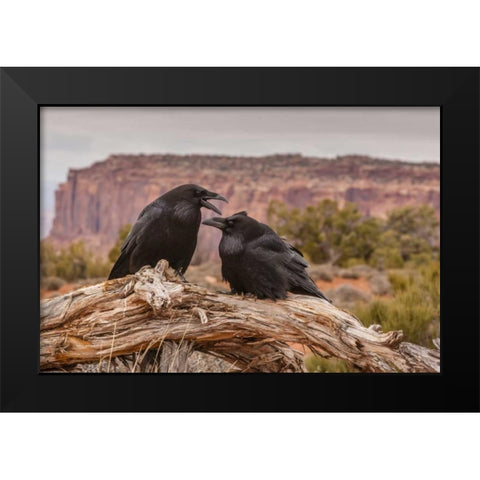 USA, Utah, Canyonlands NP Pair of ravens on log Black Modern Wood Framed Art Print by Illg, Cathy and Gordon