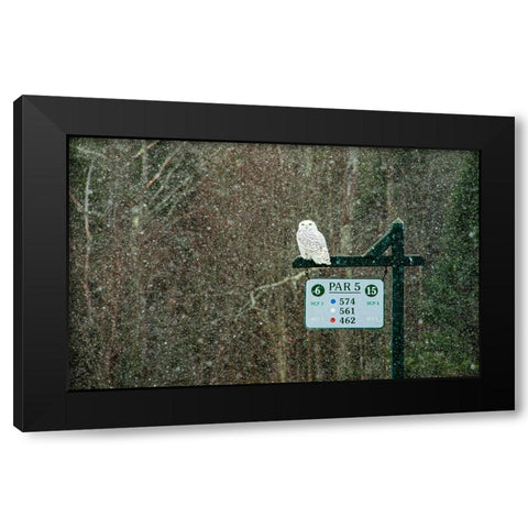 USA-Vermont-Morrisville Female snowy owl in snow on golf course Black Modern Wood Framed Art Print by Jones, Allison