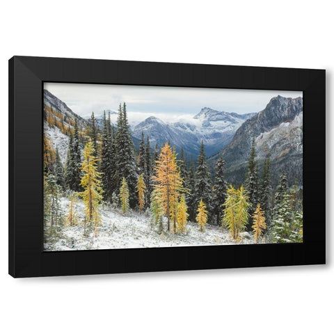 Larches displaying golden autumn color after fresh snowfall at Cutthroat Pass Black Modern Wood Framed Art Print with Double Matting by Majchrowicz, Alan