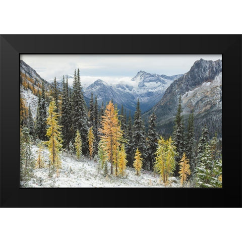 Larches displaying golden autumn color after fresh snowfall at Cutthroat Pass Black Modern Wood Framed Art Print by Majchrowicz, Alan