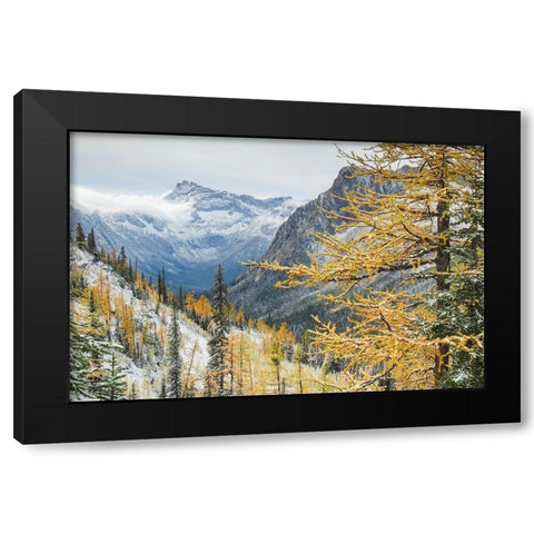 Larches displaying golden autumn color after fresh snowfall at Cutthroat Pass Black Modern Wood Framed Art Print by Majchrowicz, Alan