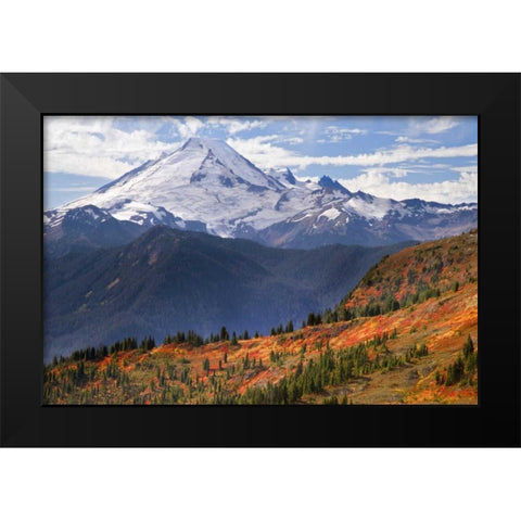 WA, Mount Baker from Yellow Aster Butte Trail Black Modern Wood Framed Art Print by Paulson, Don