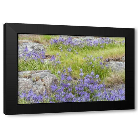 WA, Yellow Island Flowers surround boulders Black Modern Wood Framed Art Print with Double Matting by Paulson, Don