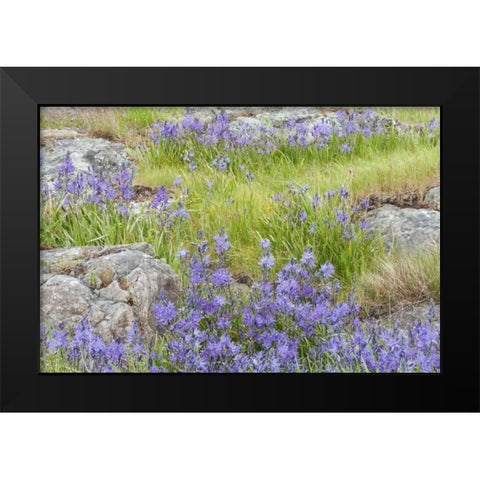 WA, Yellow Island Flowers surround boulders Black Modern Wood Framed Art Print by Paulson, Don