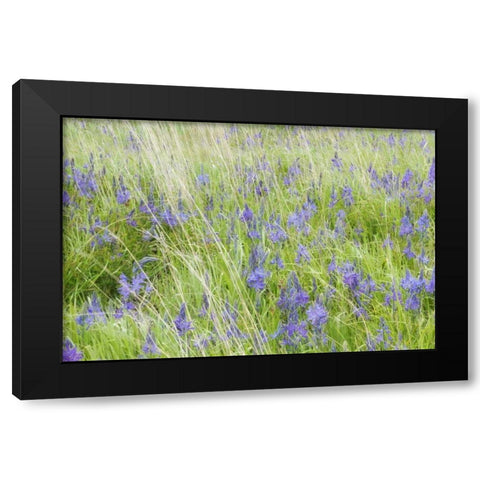 WA, San Juans Yellow Island Flowers amid grass Black Modern Wood Framed Art Print with Double Matting by Paulson, Don