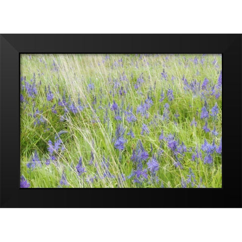 WA, San Juans Yellow Island Flowers amid grass Black Modern Wood Framed Art Print by Paulson, Don