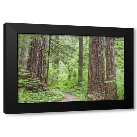 Washington, Olympic NF Trail through the forest Black Modern Wood Framed Art Print with Double Matting by Paulson, Don