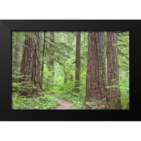 Washington, Olympic NF Trail through the forest Black Modern Wood Framed Art Print by Paulson, Don