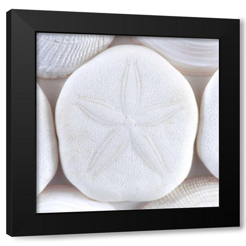 Washington Sea shells and sand dollar Black Modern Wood Framed Art Print by Paulson, Don