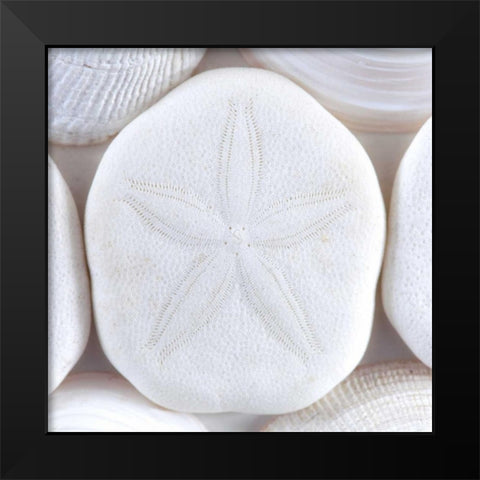 Washington Sea shells and sand dollar Black Modern Wood Framed Art Print by Paulson, Don