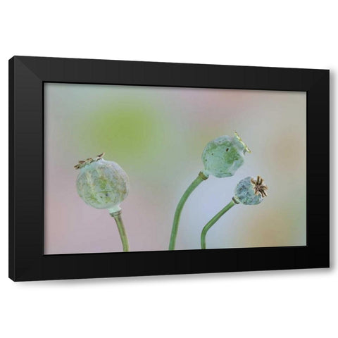 Washington Colorful poppy seed heads on stems Black Modern Wood Framed Art Print with Double Matting by Paulson, Don