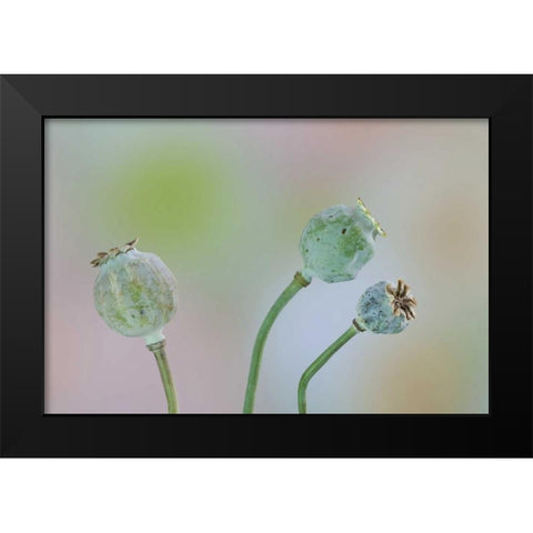 Washington Colorful poppy seed heads on stems Black Modern Wood Framed Art Print by Paulson, Don