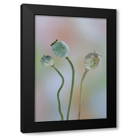 Washington Colorful poppy seed heads on stems Black Modern Wood Framed Art Print with Double Matting by Paulson, Don