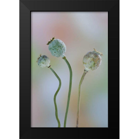 Washington Colorful poppy seed heads on stems Black Modern Wood Framed Art Print by Paulson, Don
