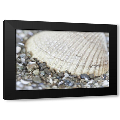 Washington, Seabeck Cockle shell in Hood Canal Black Modern Wood Framed Art Print with Double Matting by Paulson, Don