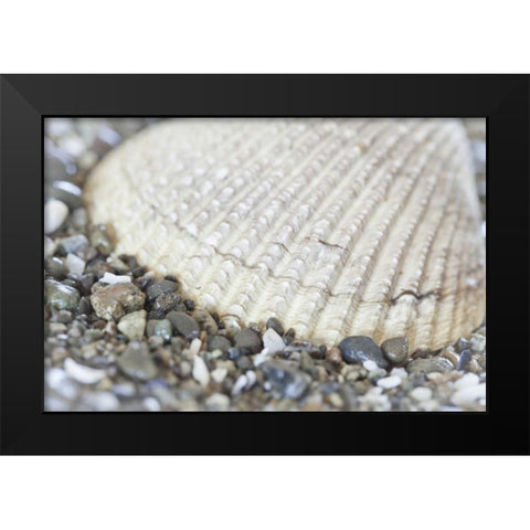 Washington, Seabeck Cockle shell in Hood Canal Black Modern Wood Framed Art Print by Paulson, Don