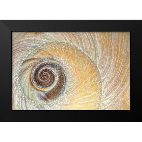 Washington, Seabeck Close-up of moon snail shell Black Modern Wood Framed Art Print by Paulson, Don