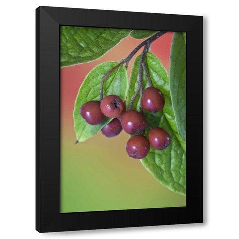 Washington Cotoneaster berries on the vine Black Modern Wood Framed Art Print with Double Matting by Paulson, Don