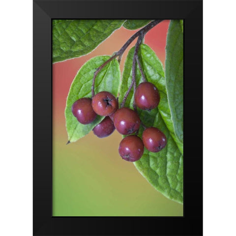 Washington Cotoneaster berries on the vine Black Modern Wood Framed Art Print by Paulson, Don