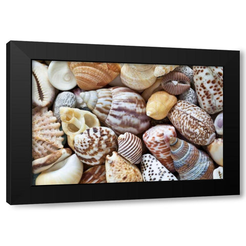 Washington Close-up of collection of sea shells Black Modern Wood Framed Art Print with Double Matting by Paulson, Don