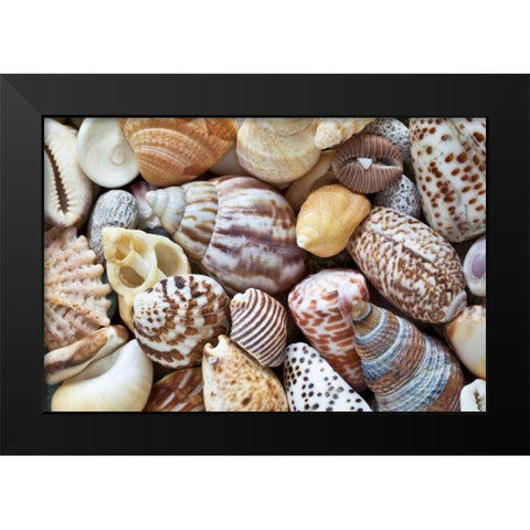 Washington Close-up of collection of sea shells Black Modern Wood Framed Art Print by Paulson, Don